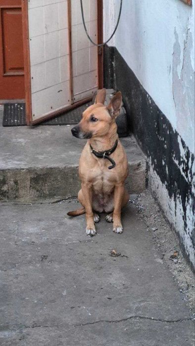 Собака (дівчинка) терміново шукає новий дім