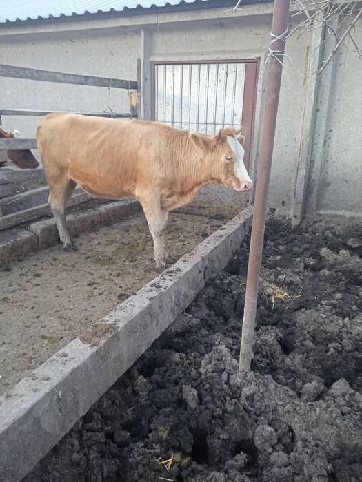 Тільні телиці телиця тільна