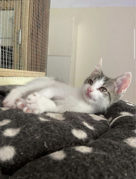 Kotki do adopcji młode koty kot kociaki Viola i Nataniel