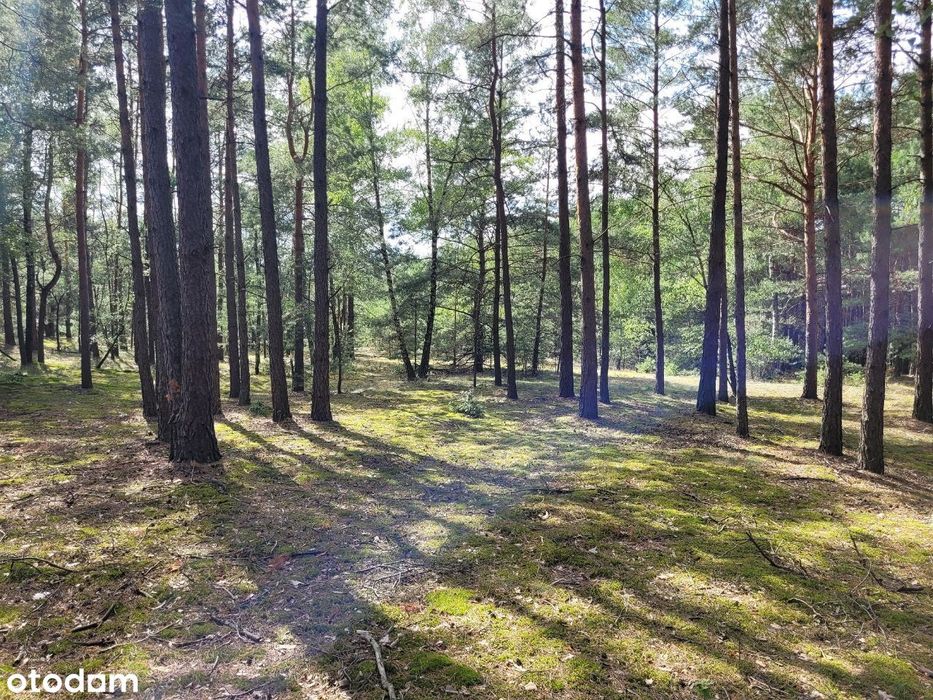 Las wraz z dodatkową działką i stawem
