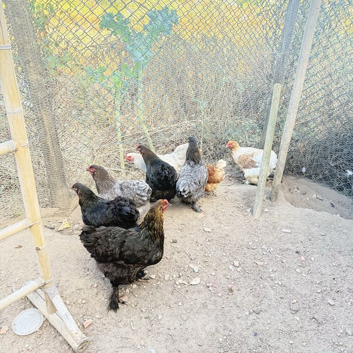 galinhas Brahmas