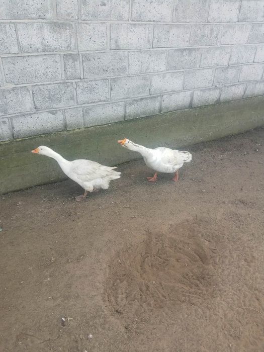 Para Gęsi białych