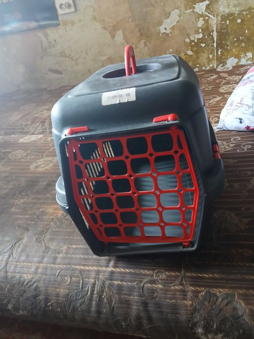 Продам кошку ,,Шотландка золотая шиншила"