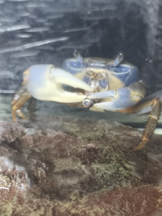 Krab tęczowy,krab