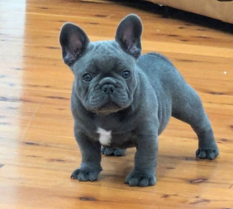 Гарненький.  французік