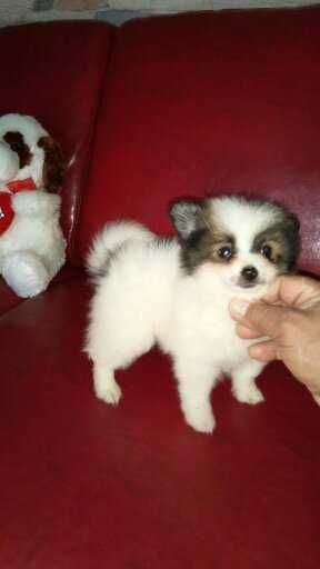 Spitz Alemão Anão/Lulu da Pomerânia