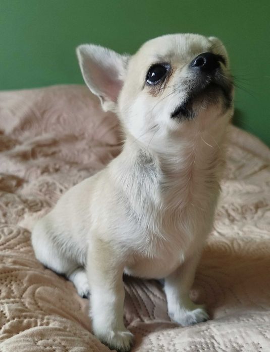 Chihuahua maleńki piesek krótkowłosy