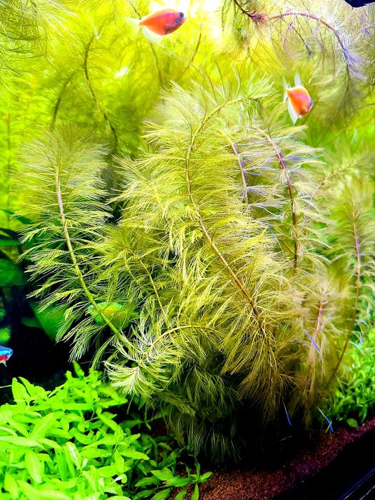 Акваріумні рослини