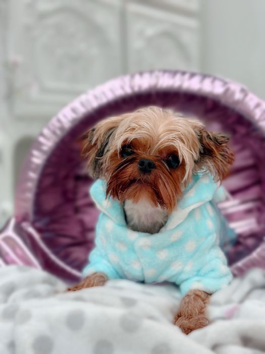 York  wyjatkowy Pies z rodowodem Fci