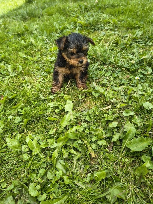 Suczka yorkshire terrier