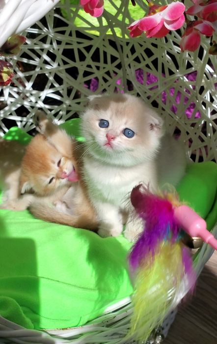 Ручные котята. Котики золотая шиншилла.
