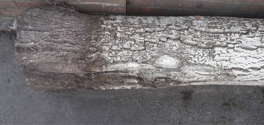 Стовбур горіха 2м довжина і 35 діаметр