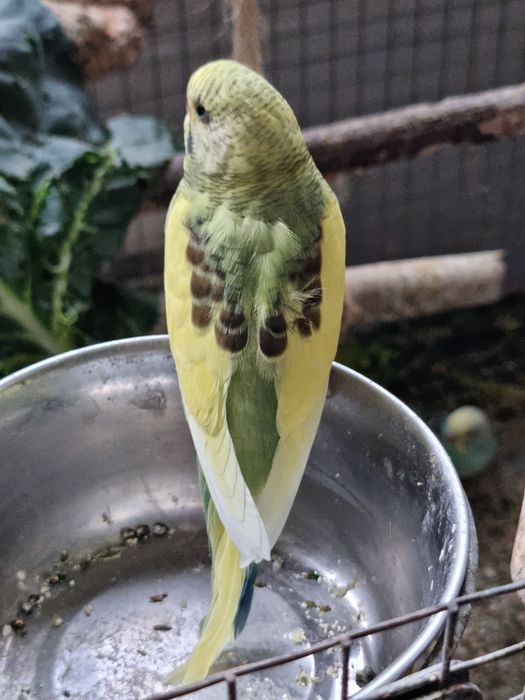 Periquitos de mutação silvestre (adas)