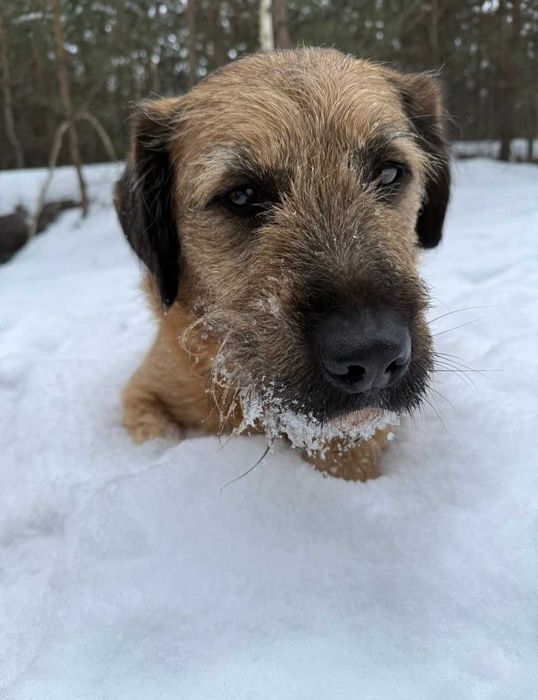 Bono - mądry szorściak szuka domu