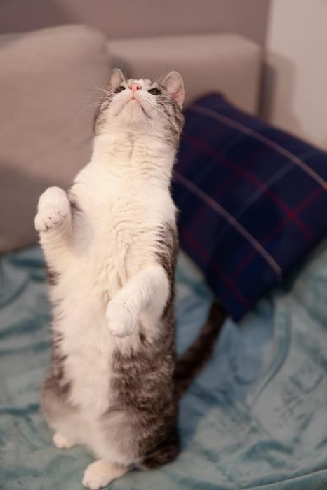 Forest szuka domku na zawsze!