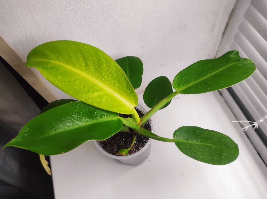 Philodendron Sunlight red splash/Филодендрон Санлайт ред сплеш