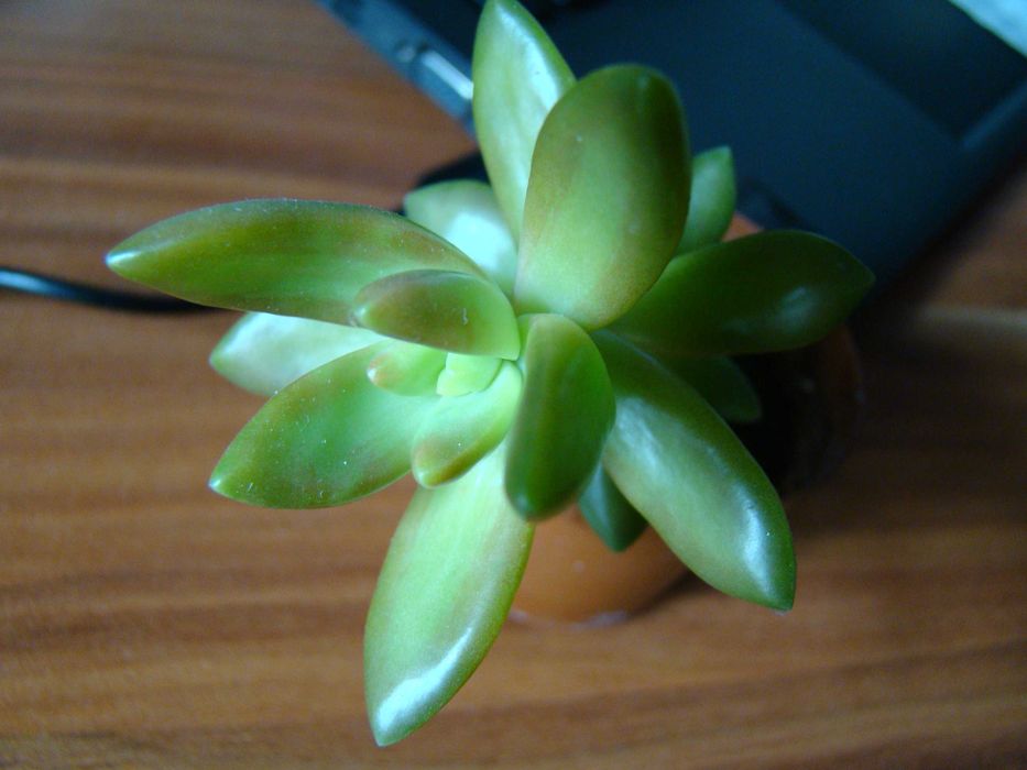 хавортії Купера, алое Дескоингса, седум Нуссбаумера