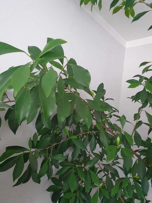 Drzewo Cytryny, Cytrynka - może fikus Benjamina ?