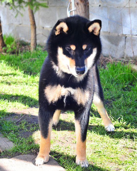 Шиба-іну, Сіба-іну, Shiba,Сиба дівчинка!