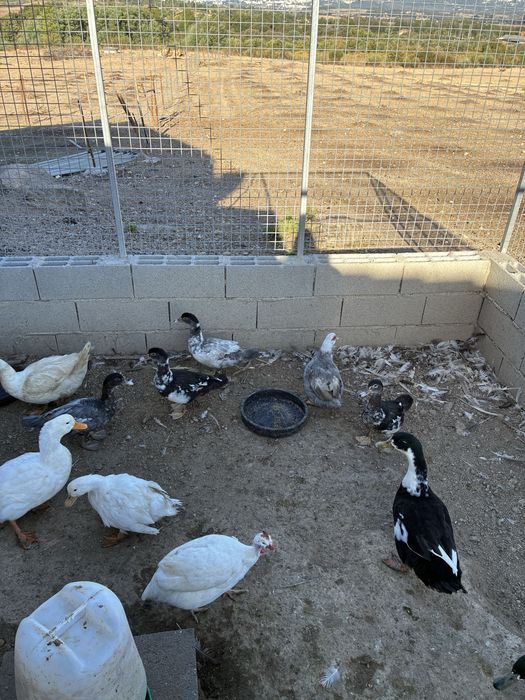 Aves de Capoeira