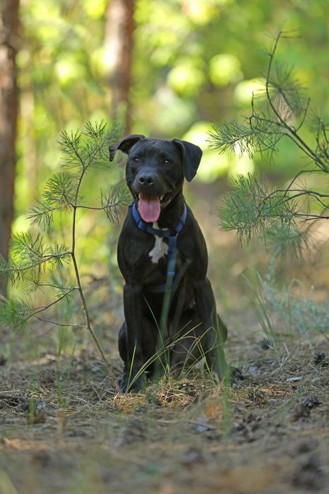 Цуценята та молоді Американські пітбулі.