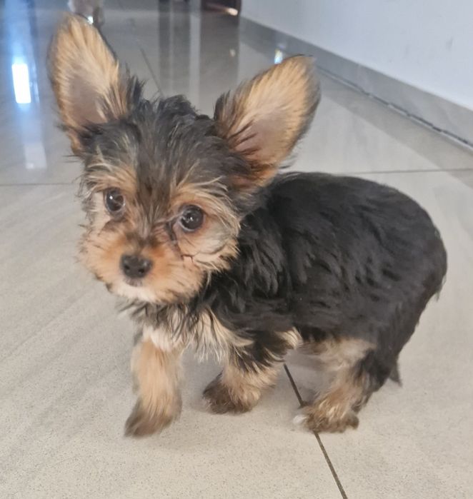 Szczeniak york piesek