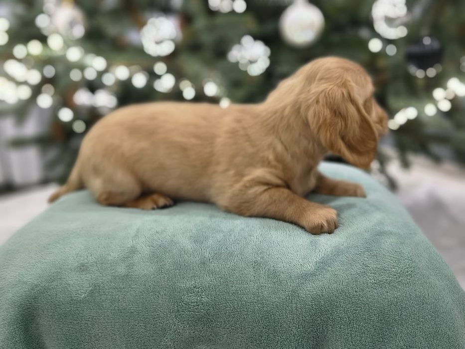 Jamnik miniaturowy długowłosy Kremowy