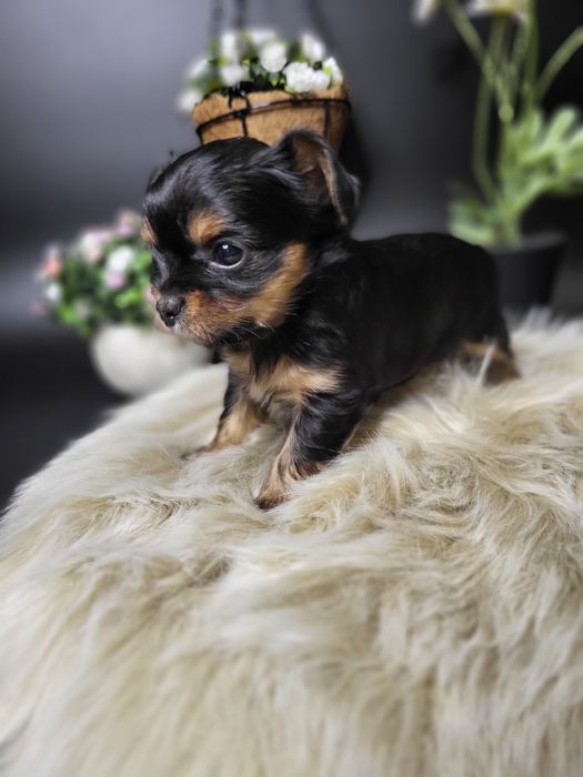 Супер маленький міні хлопчик йоршерського терєра