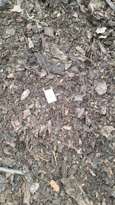 Kora luzem sosnowa 10m3