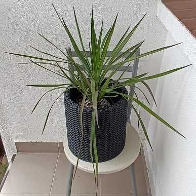 juka gloriosa mrozoodporna, zdrowa