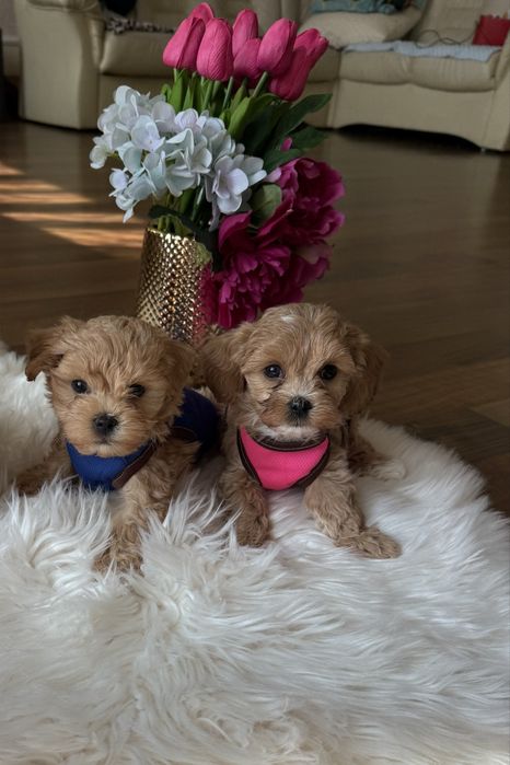 Красиві мальтипу карамель