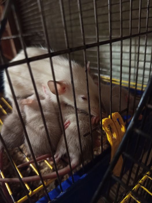 Маленькие крысята сиамские Дамбо