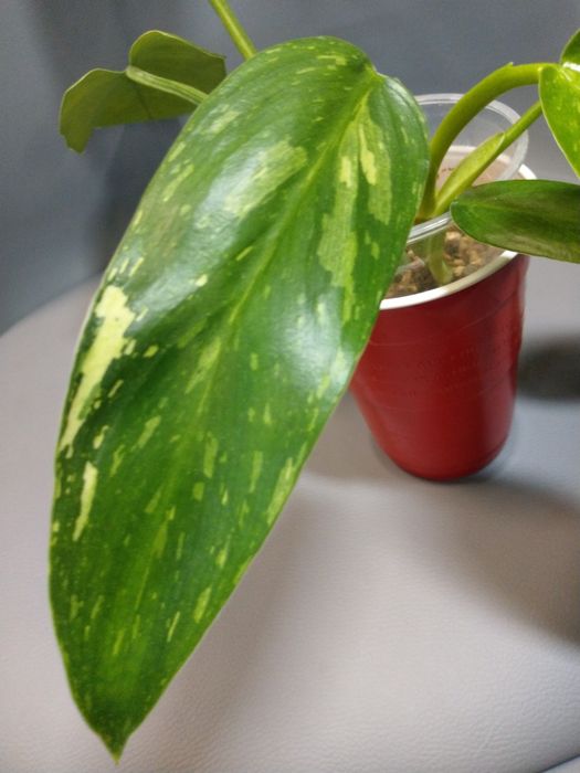 Philodendron Jose Buono