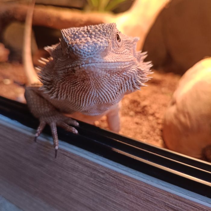 2 agamy brodate + terrarium