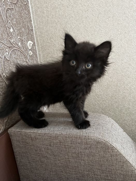 Готель для тварин. Зооготель. Перетримка тварин,птахів, гризунів та ін