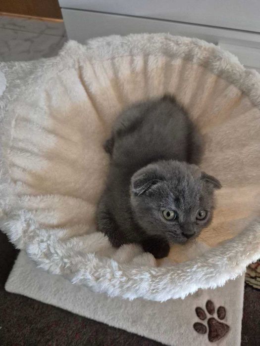 Gatinho Scotish Fold