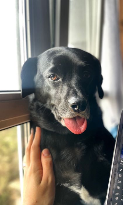 Перетримка домашніх тварин