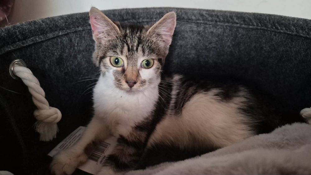 Cudowna kicia do adopcji