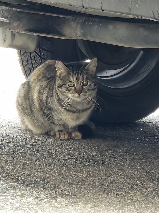 Шукаю дім для киці( стерилізована)