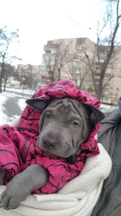 Щенок Тайского Риджбека. Девочка 1300евро