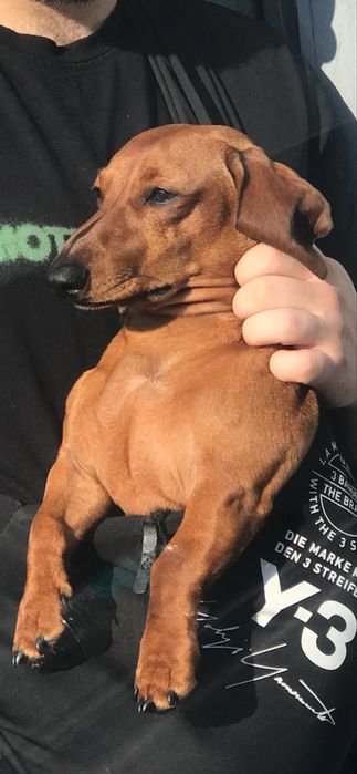 Хлопчик такса шукає дівчину для вязки ( МИ заплатимо)