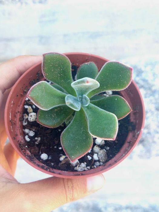 Suculentas 2€ cada