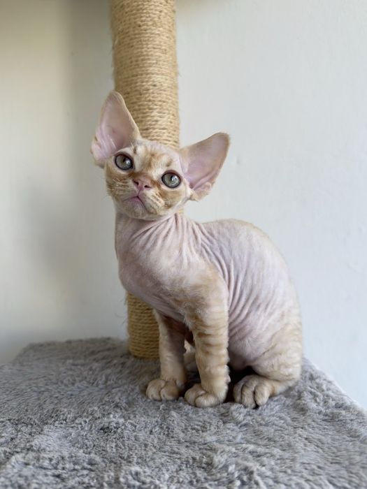 Devon Rex - rudy kocurek, kocię FPL