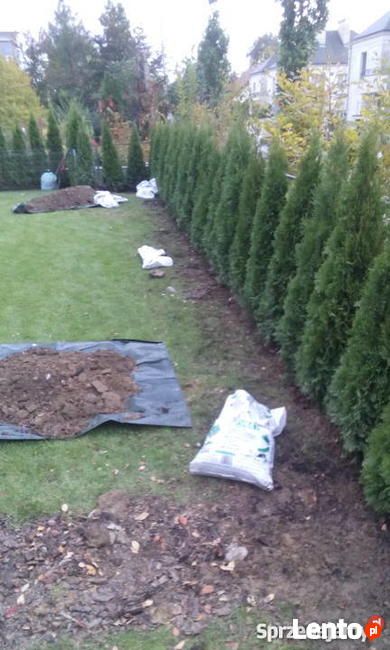 Tuja tuje szmaragd thuja  thuje smaragd