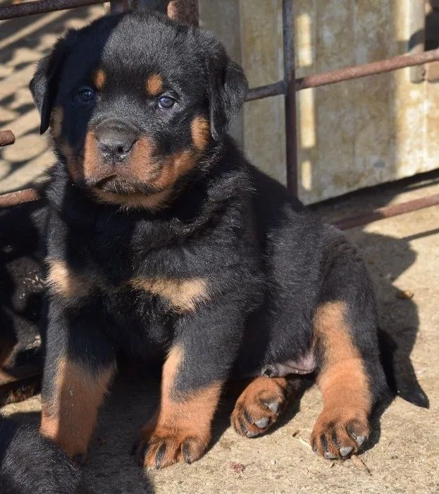 Suczka Rottweiler FCI ZKwP
