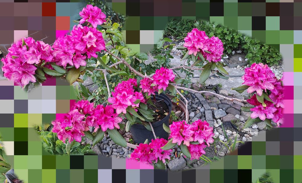 2x Rododendron fioletowy różowy