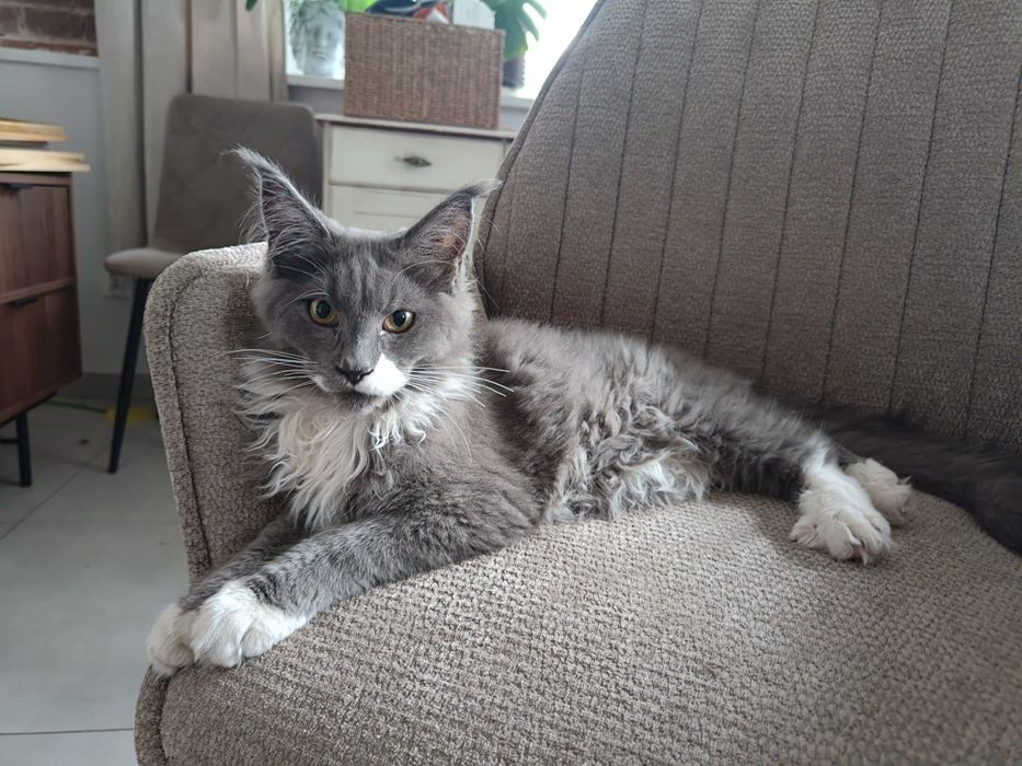 Kocurek Maine coon -Rodowod  FPL
