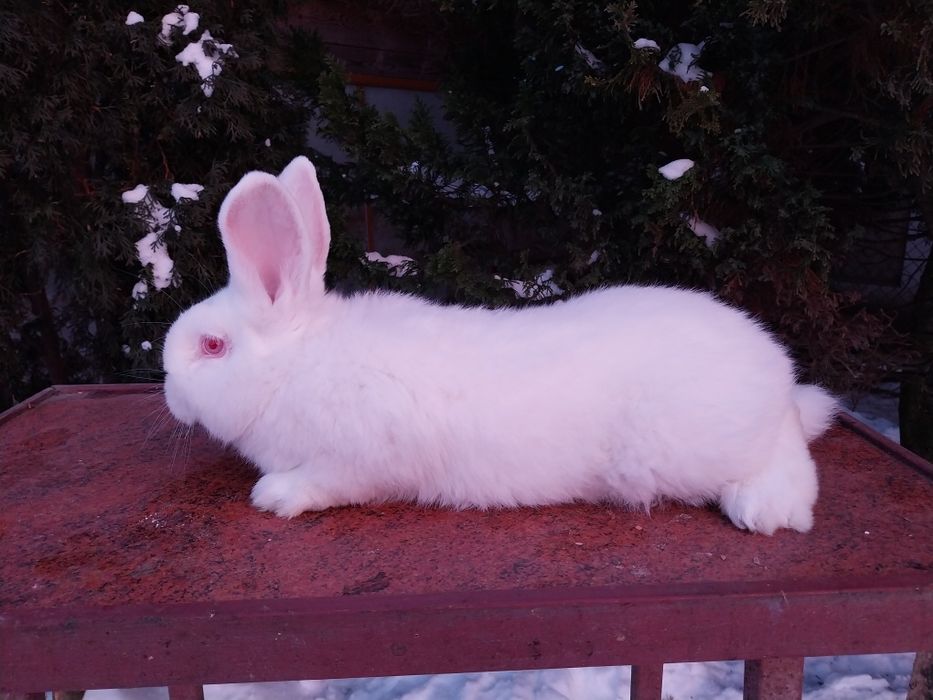 Króliki nowozelandzkie białe