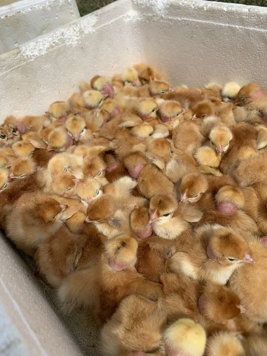 Бройлер кобб 500