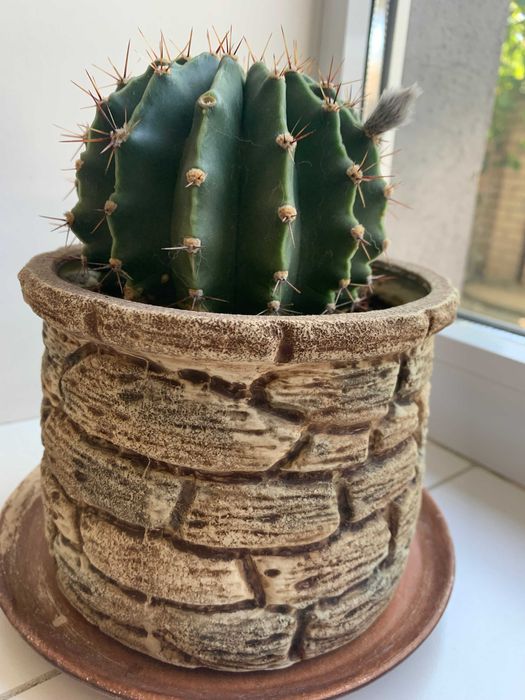 Врієзія, заміакулькас (76 см) , спатифілум, кактуси.